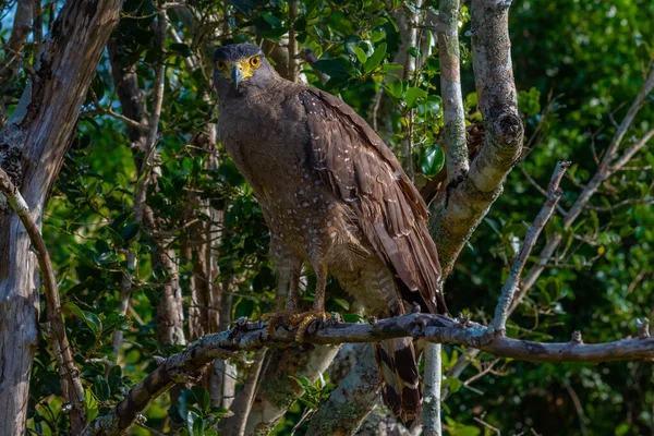 Hřebenatý Orel Národním Parku Yala Srí Lance — Stock fotografie