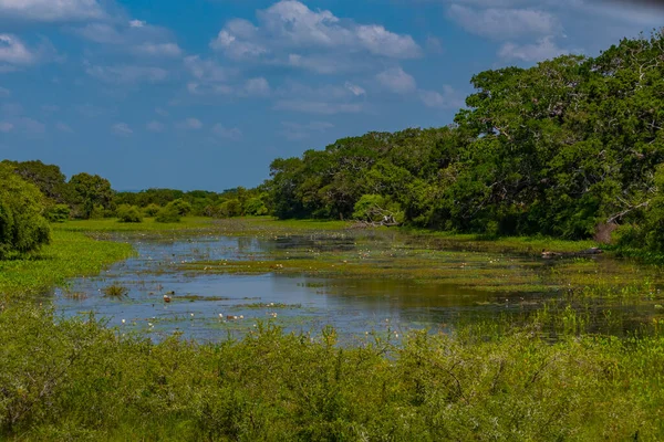 斯里兰卡亚拉国家公园的沼泽地 — 图库照片