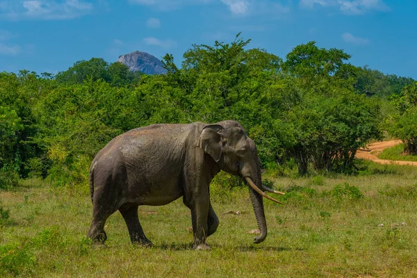 Азиатские Слоны Национальном Парке Яла Шри Ланке — стоковое фото