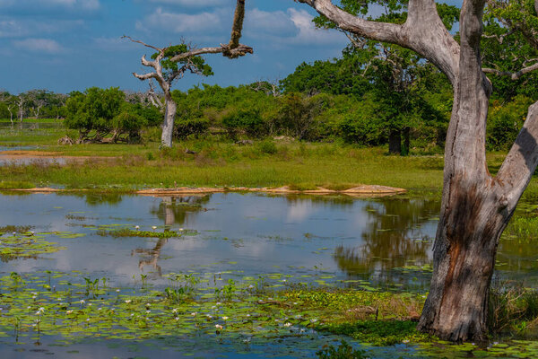 Marshes at Yala national park in Sri Lanka.