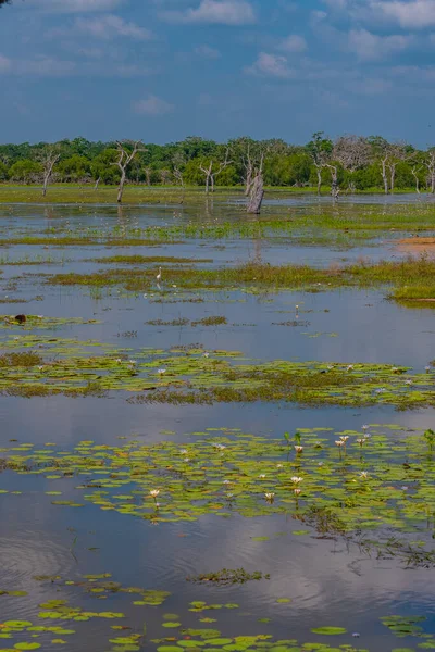 stock image Marshes at Yala national park in Sri Lanka.