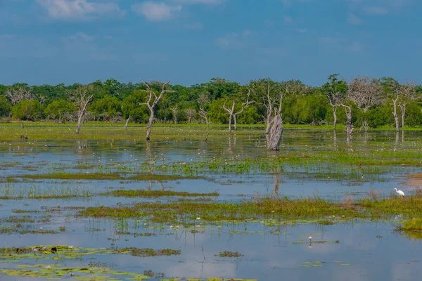 Pântanos Parque Nacional Yala Sri Lanka — Fotografia de Stock