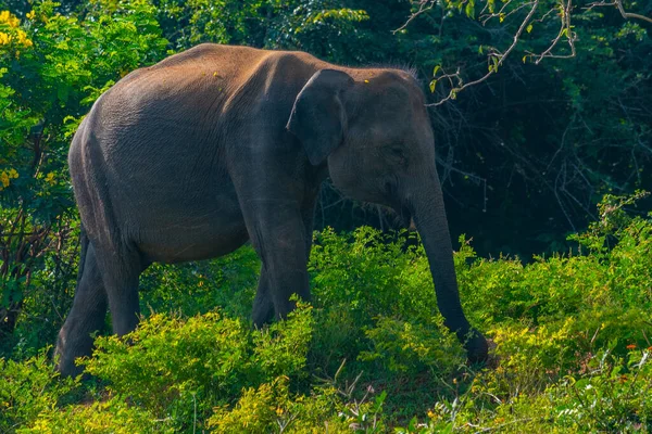 Asiatische Elefanten Yala Nationalpark Sri Lanka — Stockfoto
