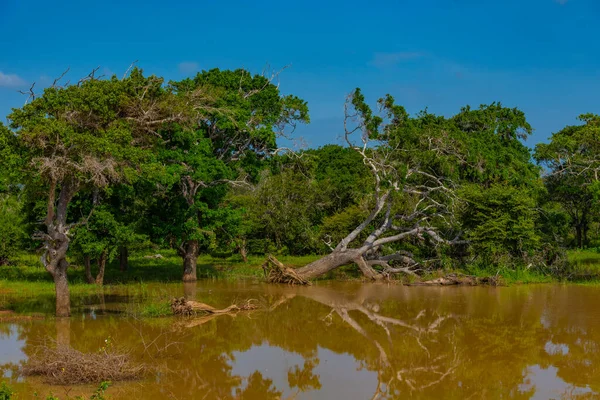 Sri Lanka Daki Yala Milli Parkı Ndaki Bataklıklar — Stok fotoğraf
