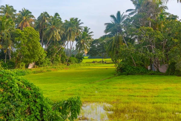 Rice Fields Tissamaharama Sri Lanka Sunny Day — Stock Photo, Image