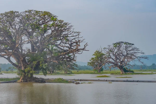 Sri Lanka 'daki Tissa Weva Gölü.