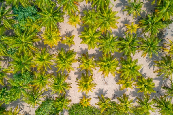 Вид Висоти Пальм Пляж Шрі Ланці — стокове фото