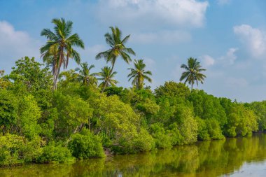 Sri Lanka 'daki Rekawa gölünde.