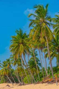 Sri Lanka 'daki Medaketyia plajında güneşli bir gün.