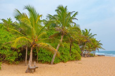 Sri Lanka 'daki Marakolliya sahilinde güneşli bir gün..