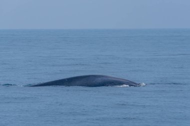 Mirissa 'da Sri Lanka kıyısında görülen balina.