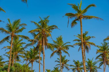 Hindistan Okyanusu manzaralı Coconut Hill Mirissa, Sri Lanka.