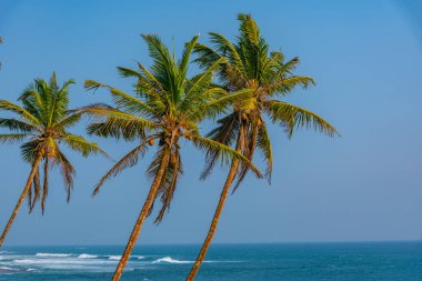 Hindistan Okyanusu manzaralı Coconut Hill Mirissa, Sri Lanka.