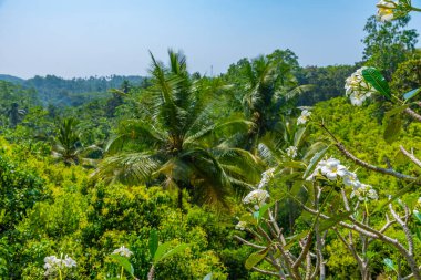 Sri Lanka 'daki Mirissa Hills tarçın tarlası.