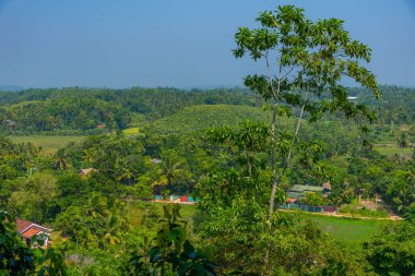 Sri Lanka 'daki Mirissa Hills tarçın tarlası.