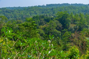 Sri Lanka 'daki Mirissa Hills tarçın tarlası.