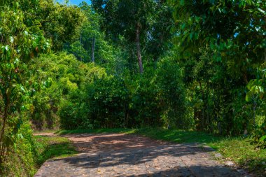 Sri Lanka 'daki Mirissa Hills tarçın tarlası.