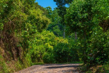 Sri Lanka 'daki Mirissa Hills tarçın tarlası.