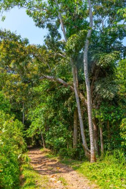 Sri Lanka 'daki Mirissa Hills tarçın tarlası.