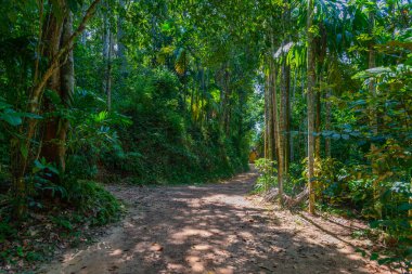 Sri Lanka 'daki Mirissa Hills tarçın tarlası.