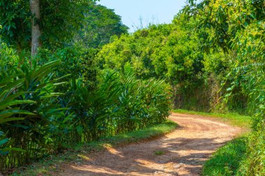 Sri Lanka 'daki Mirissa Hills tarçın tarlası.