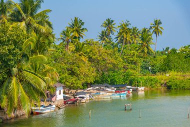 Sri Lanka 'daki Koggala gölüne demir atan balıkçı tekneleri..