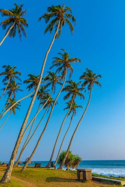 Sri Lanka 'daki Koggala plajında avuç içi mavi arka plan.