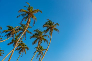 Sri Lanka 'daki Koggala plajında avuç içi mavi arka plan.