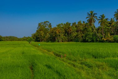 Güneşli bir günde Sri Lanka 'da pirinç tarlaları.