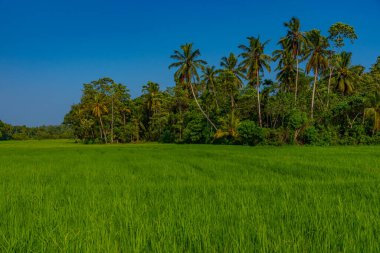 Güneşli bir günde Sri Lanka 'da pirinç tarlaları.