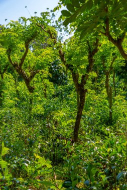 Koggala, Sri Lanka yakınlarındaki Handunugoda çay evinde çay tarlaları..