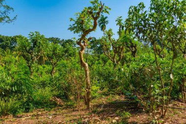 Koggala, Sri Lanka yakınlarındaki Handunugoda çay evinde çay tarlaları..