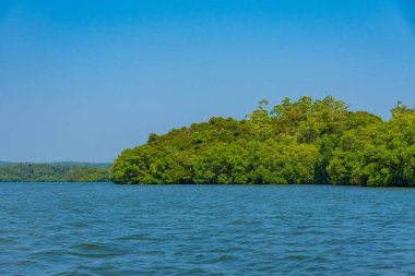 Sri Lanka 'daki Koggala gölünü çevreleyen yemyeşil ormanlar.