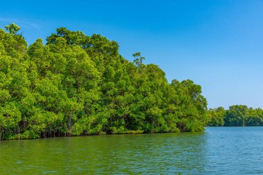 Sri Lanka 'daki Koggala gölünü çevreleyen yemyeşil ormanlar.