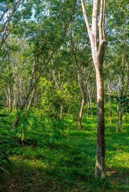 Koggala, Sri Lanka yakınlarındaki Handunugoda çay evinde çay tarlaları..