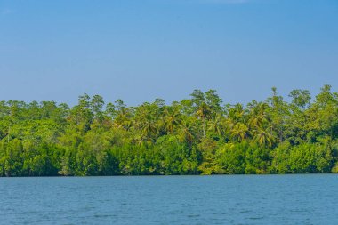 Sri Lanka 'daki Koggala gölünü çevreleyen yemyeşil ormanlar.