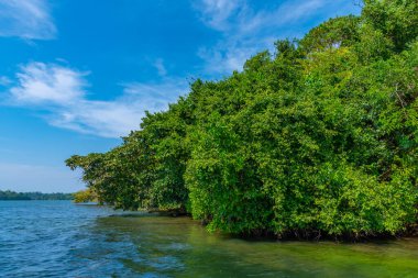 Sri Lanka 'daki Koggala gölünü çevreleyen yemyeşil ormanlar.