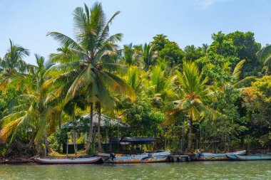 Sri Lanka 'daki Koggala gölünü çevreleyen yemyeşil ormanlar.