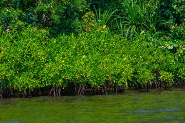 Sri Lanka 'daki Koggala gölünü çevreleyen yemyeşil ormanlar.