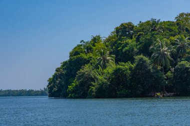 Sri Lanka 'daki Koggala gölünü çevreleyen yemyeşil ormanlar.