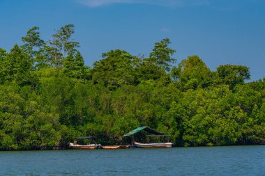 Sri Lanka 'daki Koggala gölünü çevreleyen yemyeşil ormanlar.