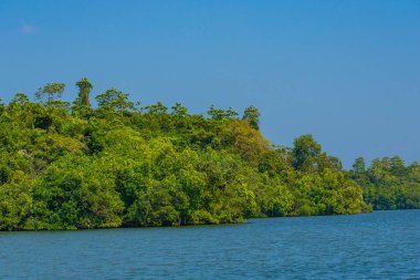 Sri Lanka 'daki Koggala gölünü çevreleyen yemyeşil ormanlar.