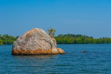 Sri Lanka 'daki Koggala gölünü çevreleyen yemyeşil ormanlar.