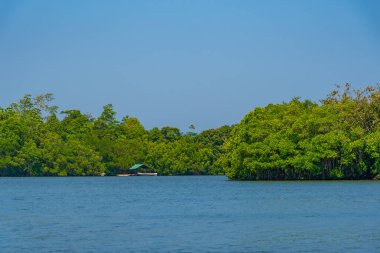 Sri Lanka 'daki Koggala gölünü çevreleyen yemyeşil ormanlar.