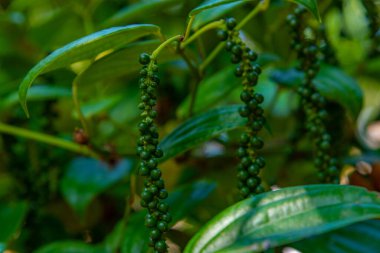 Sri Lanka 'da karabiber fabrikası.