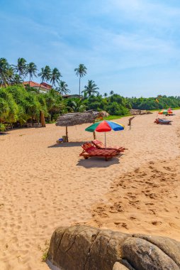 Bentota plajında güneşli yataklar, Sri Lanka.