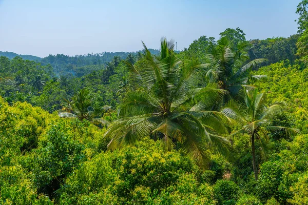 Mirissa Hills Plantación Canela Sri Lanka —  Fotos de Stock