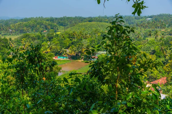 Mirissa Hills Plantation Cannelle Sri Lanka — Photo