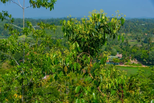 Mirissa Hills Kanelplantage Sri Lanka — Stockfoto
