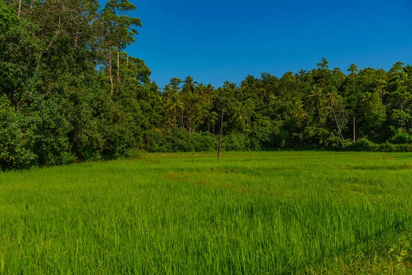 Reisfelder Sri Lanka Einem Sonnigen Tag — Stockfoto